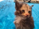 À vendre, 5 chatons Maine Coons (LOOF)