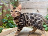 Vente d’un chaton Bengal mâle brown charcoal à rosettes (LOOF)