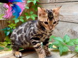 Vente d’un chaton Bengal mâle brown charcoal à rosettes (LOOF)