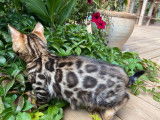 Vente d’un chaton Bengal mâle brown charcoal à rosettes (LOOF)