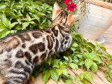 Vente d’un chaton Bengal mâle brown charcoal à rosettes (LOOF)
