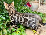 Vente d’un chaton Bengal mâle brown charcoal à rosettes (LOOF)