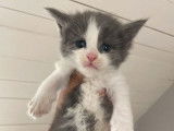 &Agrave; r&eacute;server 2 chatons Maine Coons LOOF