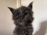 &Agrave; r&eacute;server 2 chatons Maine Coons LOOF