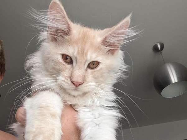 À vendre, 2 chatons Maine Coons (LOOF)