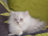 Un chaton Persan femelle blue point (LOOF), &agrave; vendre