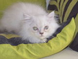 Un chaton Persan femelle blue point (LOOF), &agrave; vendre