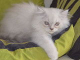 Un chaton Persan femelle blue point (LOOF), &agrave; vendre