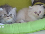 Un chaton Persan femelle blue point (LOOF), &agrave; vendre