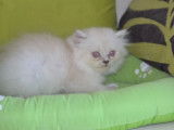 Un chaton Persan femelle blue point (LOOF), &agrave; vendre