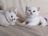 Des chatons British Shorthairs LOOF à réserver