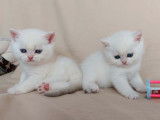Des chatons British Shorthairs LOOF à réserver