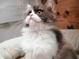 À vendre 2 chatonnes British Longhairs LOOF