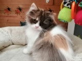 À vendre 2 chatonnes British Longhairs LOOF
