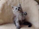Un chaton Maine Coon LOOF noir high smoke à réserver