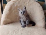 Un chaton Maine Coon LOOF noir high smoke à réserver
