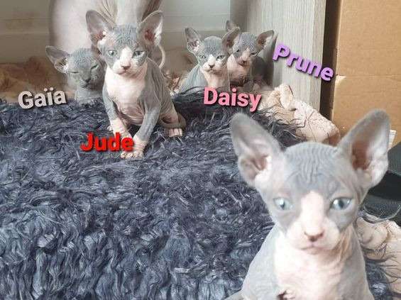 4 chatons Sphynx non LOOF au pelage gris et blanc à réserver