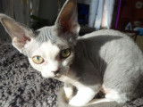 Un chaton mâle Devon Rex bicolore bleu et blanc LOOF à vendre