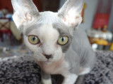 Un chaton mâle Devon Rex bicolore bleu et blanc LOOF à vendre
