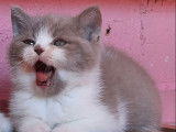 Mise à la réservation de 3 chatons British Shorthairs (LOOF)