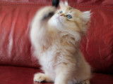 Un chaton British Longhair noir doré ombré mâle à réserver (LOOF)