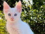 4 chatons Angoras Turcs LOOF mâles blancs à la réservation
