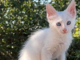 4 chatons Angoras Turcs LOOF mâles blancs à la réservation