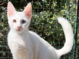 4 chatons Angoras Turcs LOOF mâles blancs à la réservation