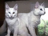 4 chatons Angoras Turcs LOOF mâles blancs à la réservation
