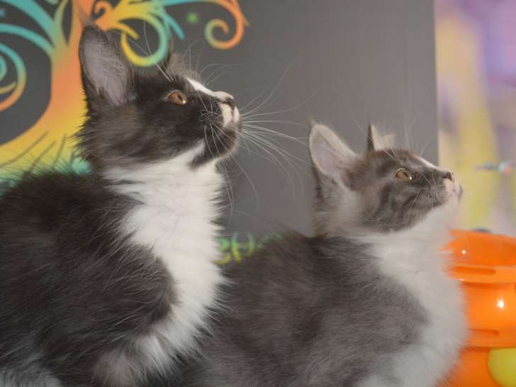Chatons Maine Coon LOOF disponibles de suite