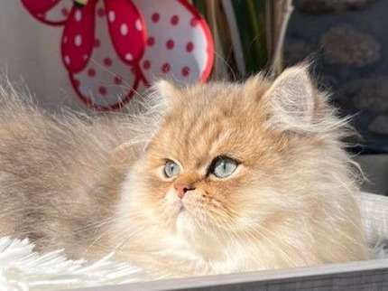 Des chatons Persans LOOF disponibles à la vente