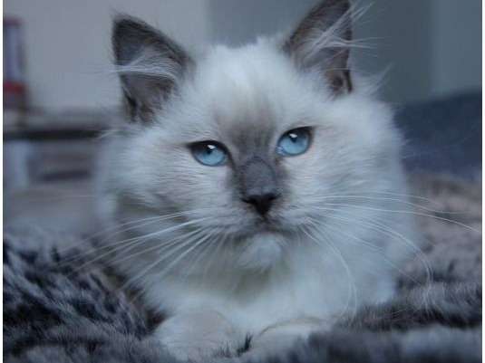À vendre : une chatonne Ragdoll LOOF au pelage blue point