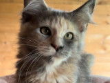 Une chatonne Maine Coon LOOF bleu tortie &agrave; r&eacute;server