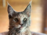 Une chatonne Maine Coon LOOF bleu tortie &agrave; r&eacute;server