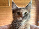 Une chatonne Maine Coon LOOF bleu tortie &agrave; r&eacute;server