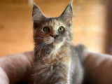 Une chatonne Maine Coon LOOF bleu tortie &agrave; r&eacute;server
