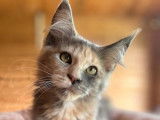 Une chatonne Maine Coon LOOF bleu tortie &agrave; r&eacute;server