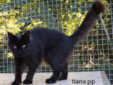 2 chatonnes Maine Coons LOOF noires disponibles &agrave; l'achat