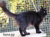 2 chatonnes Maine Coons LOOF noires disponibles &agrave; l'achat