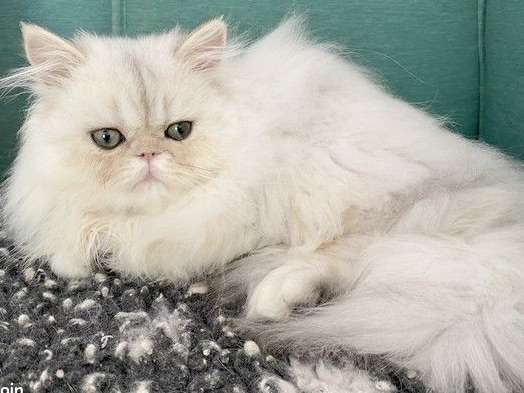 Des chatons Persans non LOOF disponibles à la vente