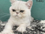 Des chatons Exotic Shorthairs non LOOF disponibles à l'achat