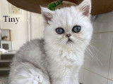 Des chatons Exotic Shorthairs non LOOF disponibles à l'achat