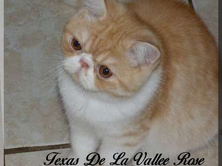 Un chaton Exotic Shorthair LOOF au pelage rouge et blanc à vendre