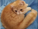 Un chaton Exotic Shorthair LOOF au pelage rouge et blanc à vendre