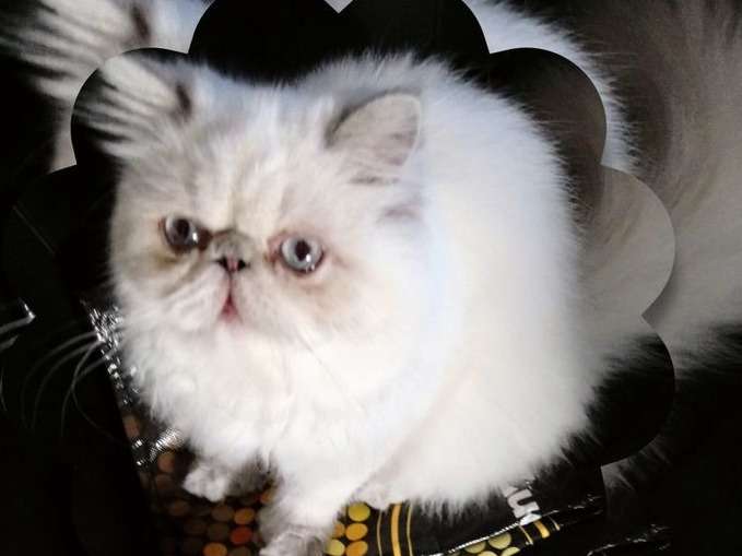Une chatte Persan LOOF de 2 ans au pelage lilas tortie tabby point à vendre