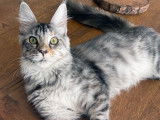 À vendre : une chatonne Maine Coon LOOF noir argenté tacheté tortie tabby