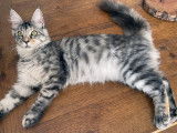 À vendre : une chatonne Maine Coon LOOF noir argenté tacheté tortie tabby