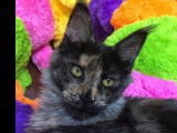 À vendre : une chatonne Maine Coon LOOF noir argenté tacheté tortie tabby