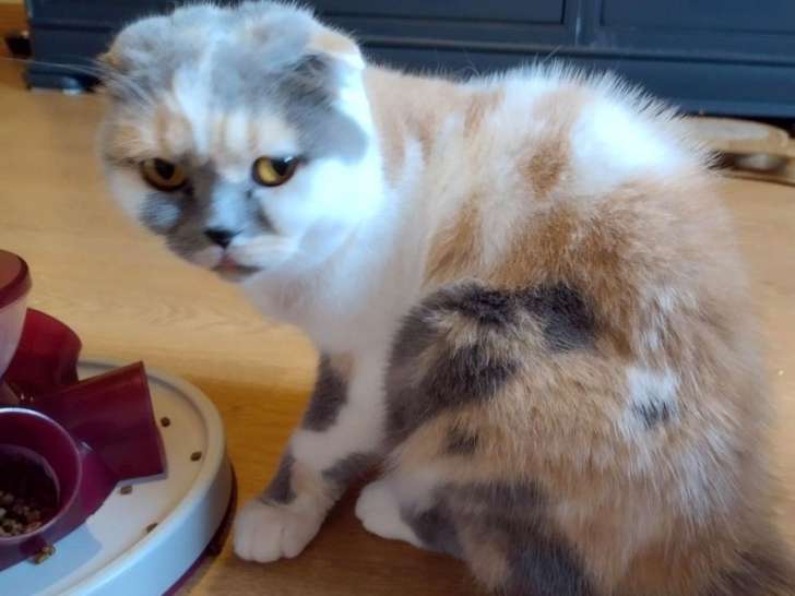 À vendre : une chatte Scottish Fold LOOF de 5 ans au pelage bleu tortie et blanc