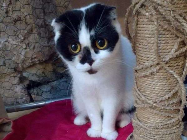 Disponible à la vente : une chatte Scottish Fold LOOF noir et blanc de 3 ans